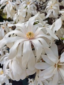Magnolia stellata