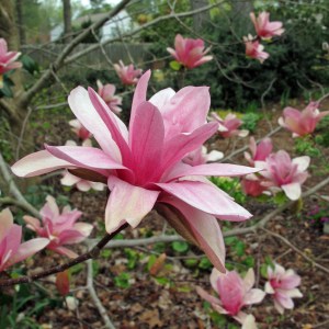 Pink magnolia