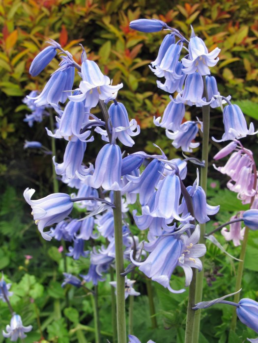 Plant combinations bluebells