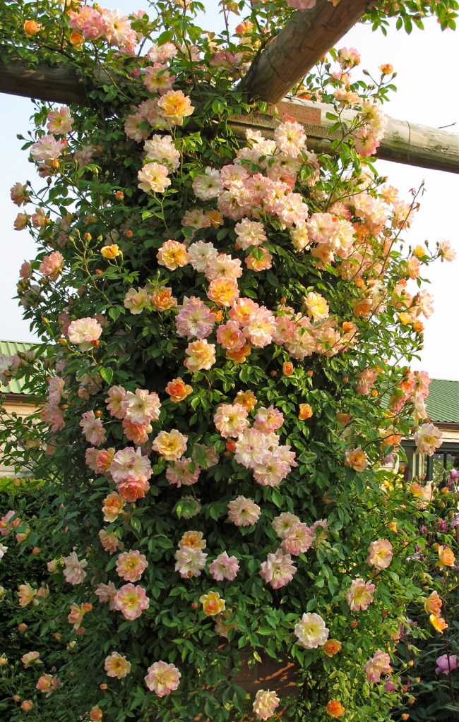 Enveloped in roses – Susan Rushton