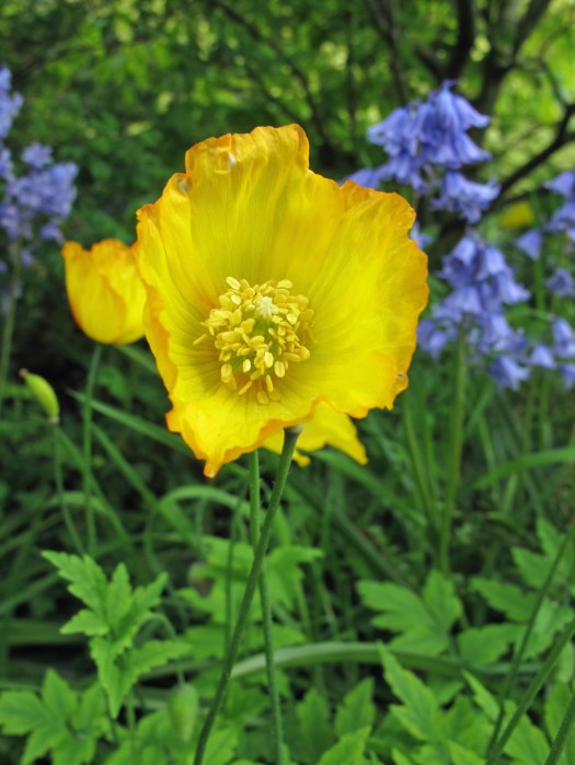 Welsh poppy with bluebells