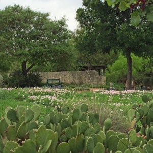 Wildflower garden with cactus