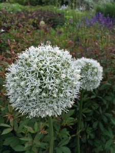 Alliums