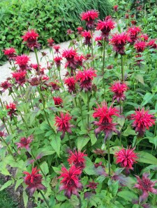 Bee balm (monarda)