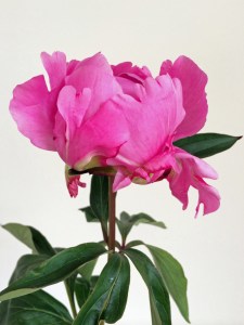 Deep pink peony