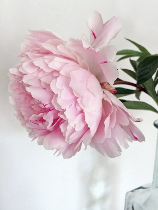 Pale pink peony