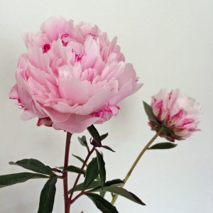 Pale pink peonies