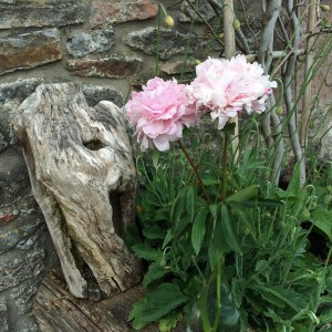 Peonies with natural textures