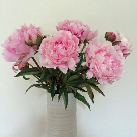 Vase of peonies