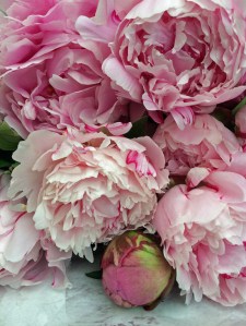 Cut flowers: peonies