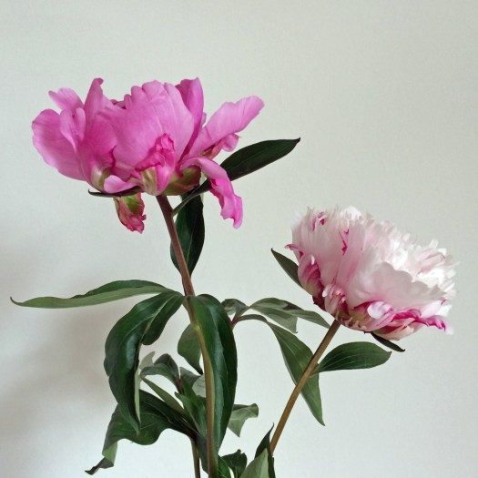 Pale and deep pink peonies
