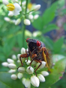 Cicada