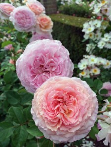 James Galway rose