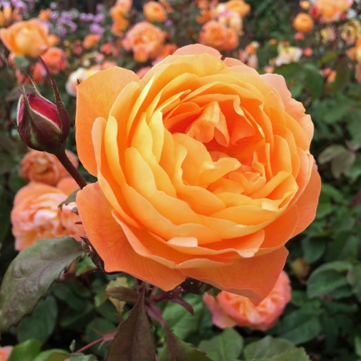 Rosa Lady Emma Hamilton