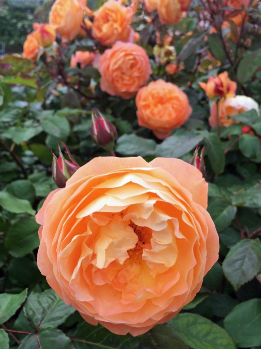 Rosa Lady Emma Hamilton