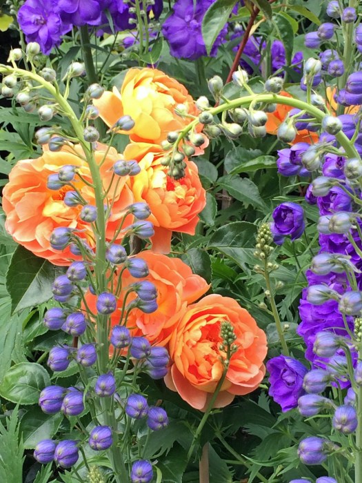 Roses and delphiniums
