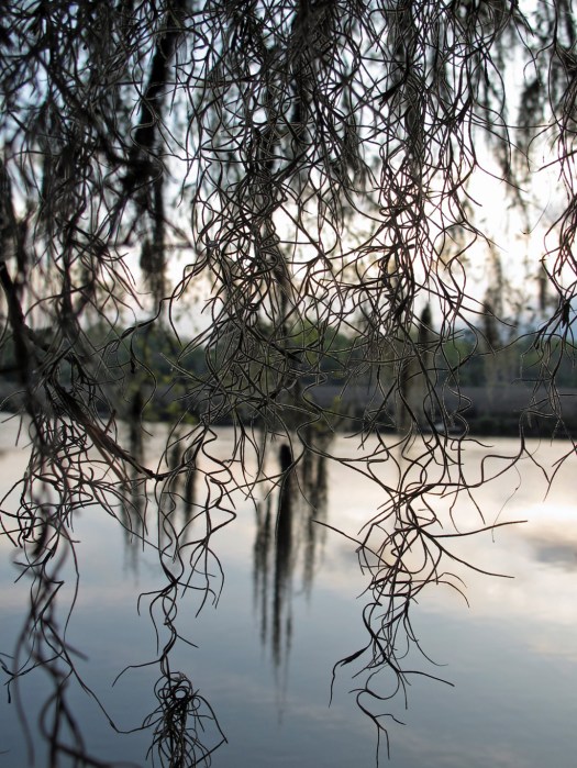 Spanish moss at Magnolia Plantation