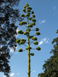 Agave flower