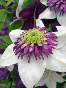 Clematis Viennetta
