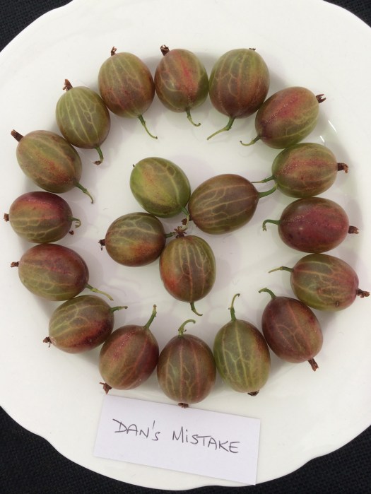 Dan's Mistake gooseberries