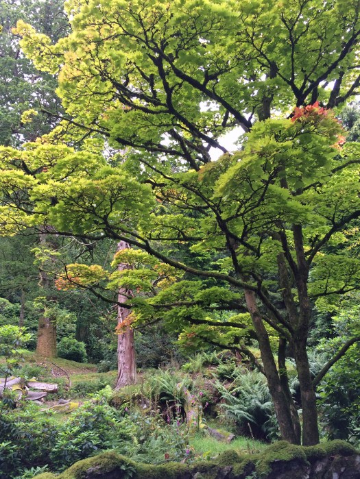 Grasmere woodland view