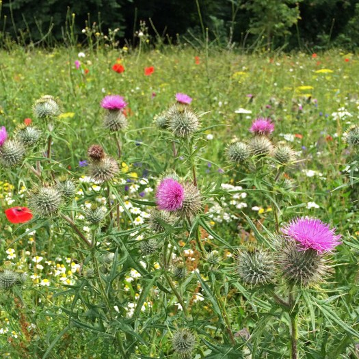 Wildflower meadow with thistles