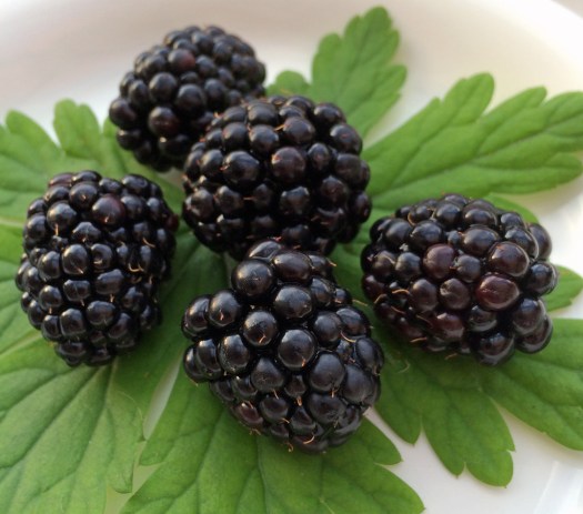 Blackberries