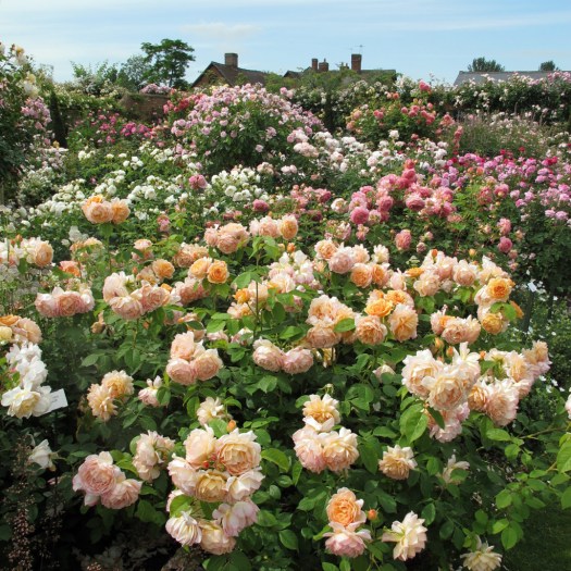 Rosa Grace in a rose border