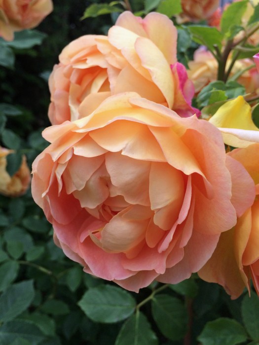 English rose: Lady Of Shalott