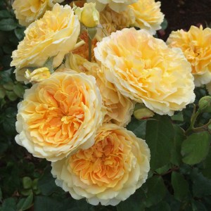 Rosa Molineux (cluster)