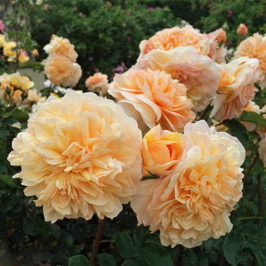 English rose: Port Sunlight
