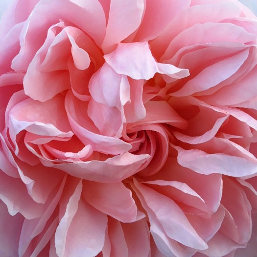 Rose photograph with dry brush effect