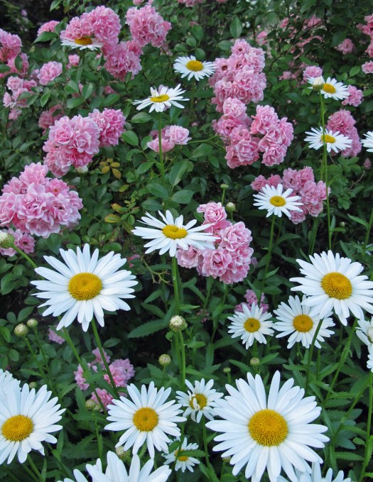Roses and daisies