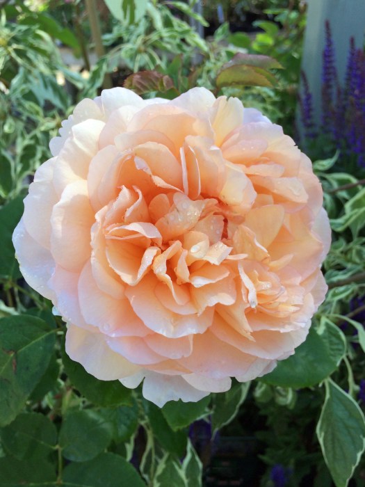 English rose: The Lady Gardener