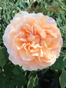 English rose: The Lady Gardener