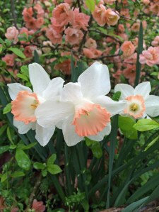 'Pink Charm' with flowering quince