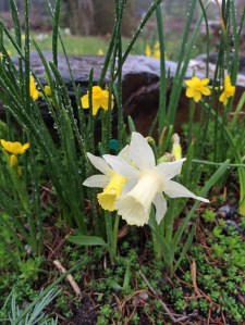 Daffodils for the rockery