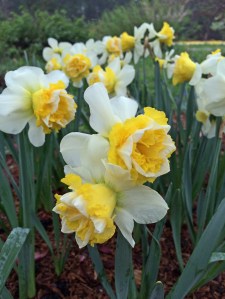 Daffodil j