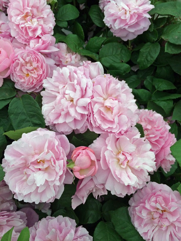 Gallery of English Roses: pinks – Susan Rushton