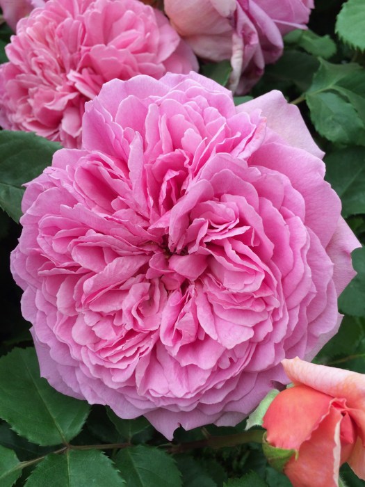 Princess Alexandra of Kent rose