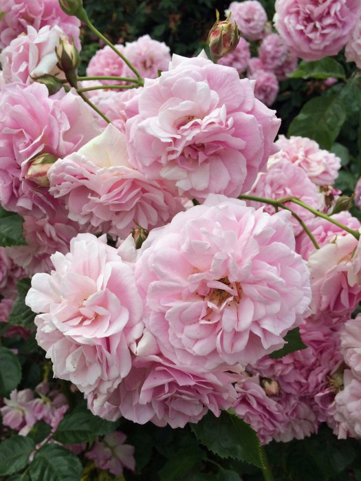 Rosa Lavender Lassie