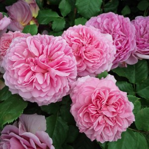 Rosa Princess Alexandra of Kent