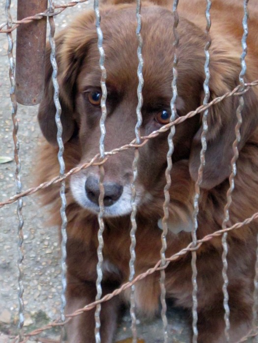 Rusty is left behind