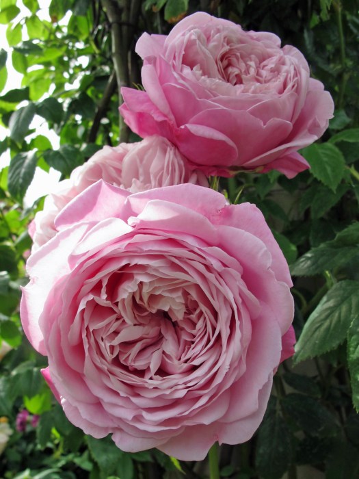 Spirit of Freedom roses