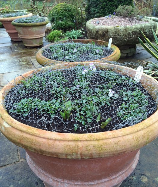Pots covered in wire mesh to protect bulbs
