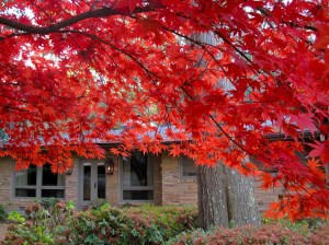 Autumn leaves: acer