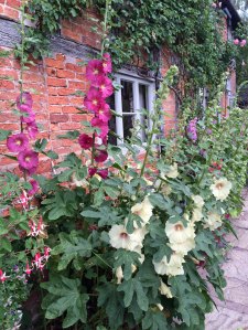 Hollyhocks at Wollerton Old Hall