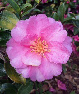 Camellia sasanqua
