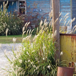 Ornamental grasses