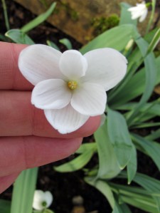 All white snowdrop